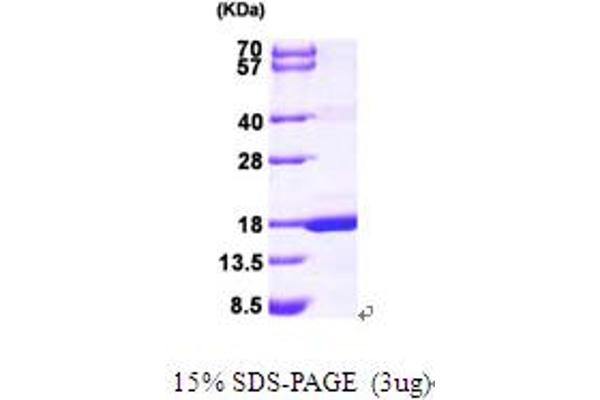 MAGOH Protein (AA 1-146) (His tag)