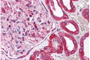 Human Kidney (formalin-fixed, paraffin-embedded) stained with NUCB1 antibody ABIN214130 at 5 ug/ml followed by biotinylated goat anti-rabbit IgG secondary antibody ABIN481713, alkaline phosphatase-streptavidin and chromogen. (Nucleobindin 1 antibody  (C-Term))