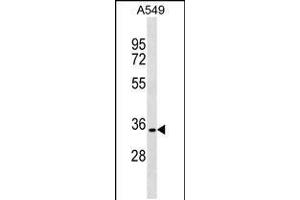 Western blot analysis in A549 cell line lysates (35ug/lane). (PACRG antibody  (N-Term))