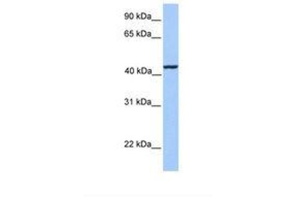 KLC3 antibody  (AA 341-390)