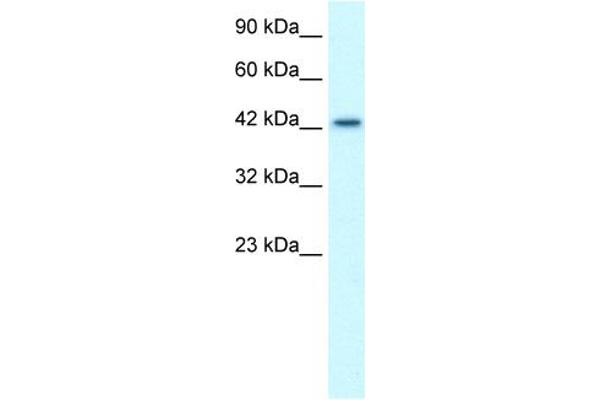LHX3 antibody  (Middle Region)