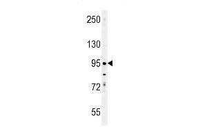 Western blot analysis in K562 cell line lysates (35ug/lane). (Enamelin antibody  (C-Term))