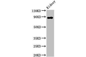 Western Blot Positive WB detected in: Rat kidney tissue All lanes: DPP4 antibody at 2. (DPP4 antibody  (AA 473-588))