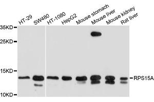 Western blot analysis of extracts of various cell lines, using RPS15A antibody. (RPS15A antibody)