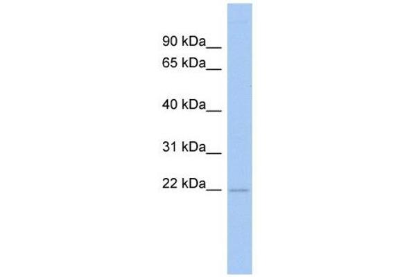 RWDD4A antibody  (N-Term)