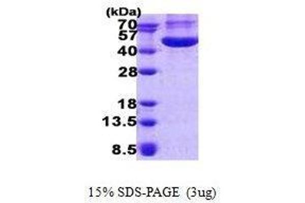 CHI3L1 Protein