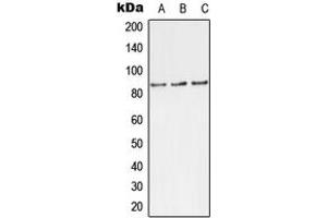 Western blot analysis of TLK1 (pS743) expression in MCF7 (A), rat brain (B), H9C2 (C) whole cell lysates. (TLK1 antibody  (C-Term, pSer743))