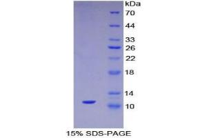 SDS-PAGE analysis of Mouse Mucin 2 Protein. (MUC2 Protein)