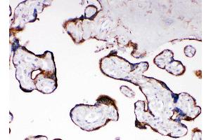 Anti-Cytochrome P450 Reductase antibody, IHC(P) IHC(P): Human Placenta Tissue (POR antibody  (C-Term))