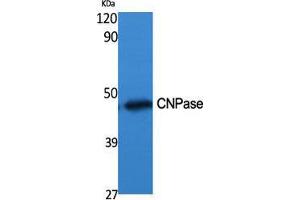 Western Blot (WB) analysis of specific cells using CNPase Polyclonal Antibody. (Cnpase antibody  (Internal Region))