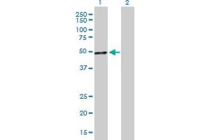 Western Blot analysis of PCOLCE expression in transfected 293T cell line by PCOLCE MaxPab polyclonal antibody. (PCOLCE antibody  (AA 1-449))