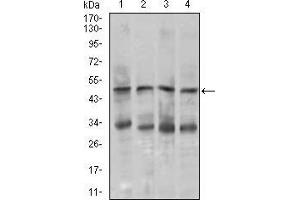 Western blot analysis using CHGA mouse mAb against MOLT4 (1), SK-N-SH (2), HepG2 (3), and PC-12 (4) cell lysate. (Chromogranin A antibody  (AA 87-252))