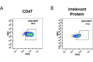 cell line transfected with irrelevant protein (B) and human CD47(A) were surface stained with anti-CD47 neutralizing antibody 1 μg/mL (magrolimab) followed by Alexa 488-conjugated anti-human IgG secondary antibody. (Recombinant CD47 (Magrolimab Biosimilar) antibody)