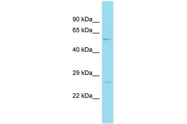 ZBTB34 antibody  (C-Term)