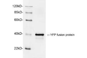 Western blot analysis of YFP fusion protein using 1 µg/mL Rabbit Anti-GFP Polyclonal Antibody (ABIN398857) The signal was developed with IRDyeTM 800 Conjugated Goat Anti-Rabbit IgG. (GFP antibody)
