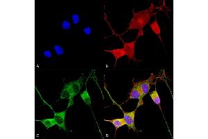 Immunocytochemistry/Immunofluorescence analysis using Mouse Anti-Ataxin 1 Monoclonal Antibody, Clone S76-8 (ABIN1741212). (Ataxin 1 antibody  (AA 164-197) (PerCP))