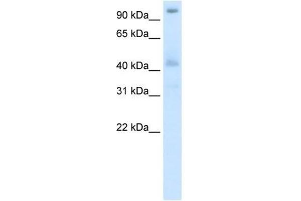 POGZ antibody  (N-Term)