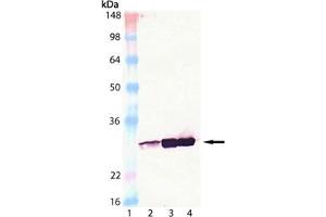 Western blot analysis of HSP27, mAb (G3. (HSP27 antibody)
