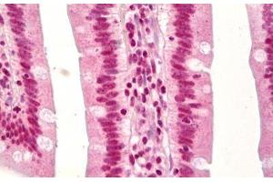 Anti-TP53 / p53 antibody IHC staining of human small intestine. (p53 antibody  (acLys379))