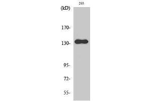 Western Blotting (WB) image for anti-Zinc Finger, MYND-Type Containing 8 (ZMYND8) (Internal Region) antibody (ABIN3177096) (ZMYND8 antibody  (Internal Region))