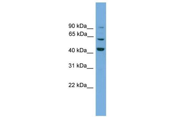 Taxilin gamma (TXLNG) (N-Term) antibody