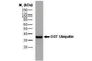 Western Blotting (WB) image for anti-Glutathione S Transferase (GST) antibody (Biotin) (ABIN2473912) (GST antibody  (Biotin))