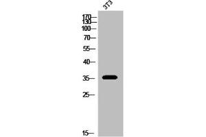 OPRD1 antibody  (C-Term)