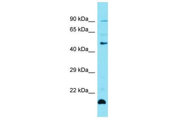 Zinc Finger Protein 27 (ZFP27) (Middle Region) antibody