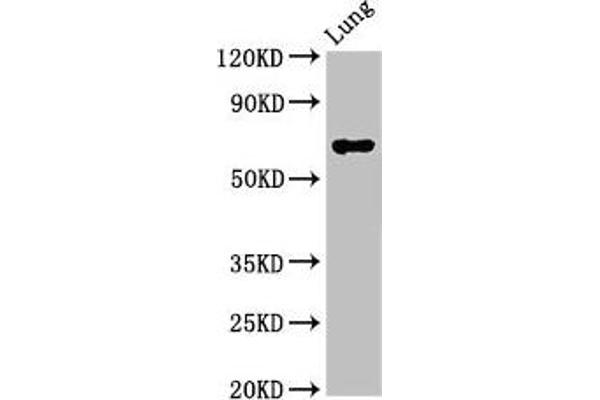 TFEB antibody  (AA 1-476)