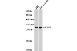 Western blot analysis of extracts of various cell lines using ELANE Polyclonal Antibody at dilution of 1:3000. (ELANE antibody)