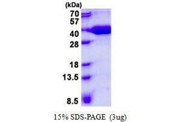 VBP1 Protein