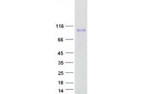 LRRC8C Protein (Myc-DYKDDDDK Tag)