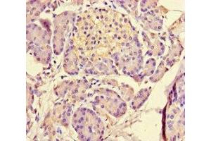 Immunohistochemistry of paraffin-embedded human pancreatic tissue using ABIN7159156 at dilution of 1:100 (MED31 antibody  (AA 2-72))