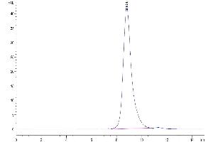 The purity of Biotinylated Human FGFR2 beta (IIIb) is greater than 95 % as determined by SEC-HPLC. (FGFR2 beta (AA 152-378) protein (His-Avi Tag,Biotin))