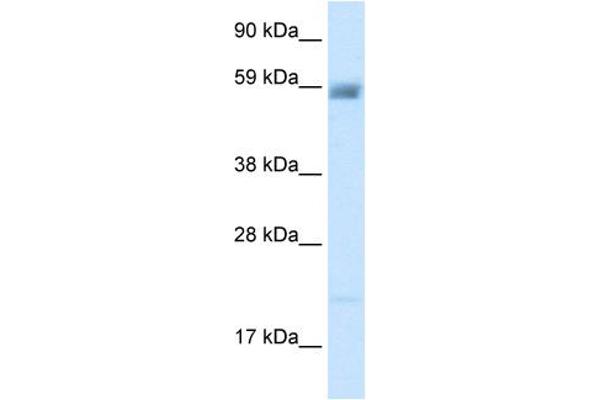 ASIC3 antibody  (N-Term)