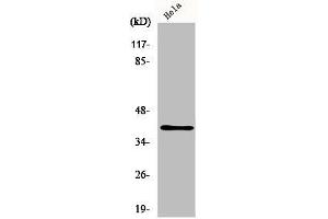 Western Blot analysis of HeLa cells using P2Y4 Polyclonal Antibody (P2RY4 antibody  (Internal Region))