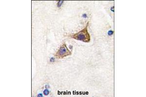 Formalin-fixed and paraffin-embedded human brain tissue reacted with Junctophilin 3 Antibody , which was peroxidase-conjugated to the secondary antibody, followed by DAB staining. (Junctophilin 3 antibody  (AA 549-578))