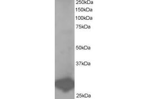 Western Blotting (WB) image for anti-B-Cell Receptor-Associated Protein 31 (BCAP31) (C-Term) antibody (ABIN2465180) (BCAP31 antibody  (C-Term))