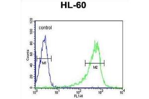 Flow Cytometry (FACS) image for anti-phospholipase C, beta 1 (phosphoinositide-Specific) (PLCB1) antibody (ABIN3004149) (Phospholipase C beta 1 antibody)