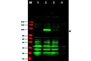 Western blot using  Affinity Purified anti-Ajuba antibody shows detection of Ajuba-RFP fusion protein in cell lysates (arrow-head). (AJUBA antibody  (AA 224-239))