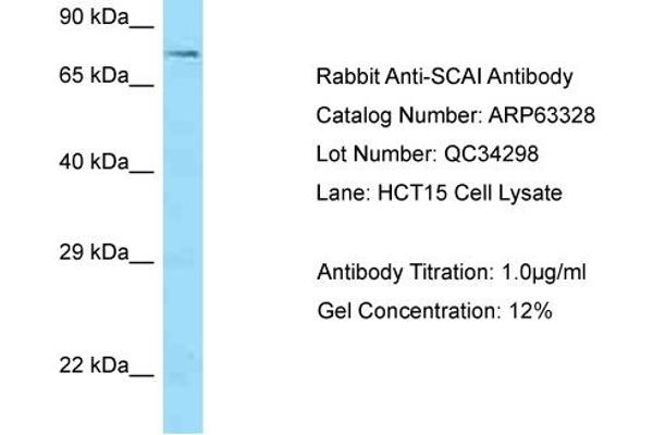 SCAI antibody  (C-Term)