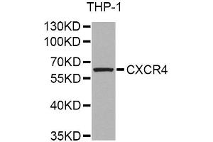 Western blot analysis of extracts of THP-1 cells, using CXCR4 Antibody. (CXCR4 antibody)