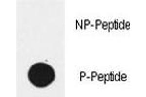 Dot blot analysis of phospho-EGFR antibody. (EGFR antibody  (pTyr1172))