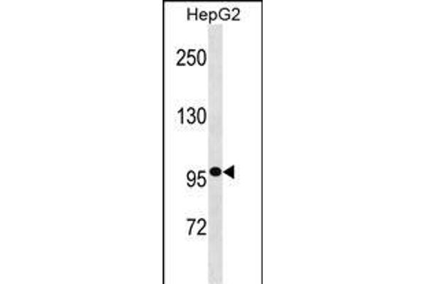 GANC antibody  (N-Term)