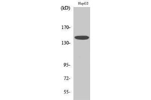 Western Blotting (WB) image for anti-Met Proto-Oncogene (MET) (Ser9) antibody (ABIN3185543) (c-MET antibody  (Ser9))