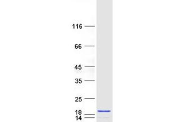 PFDN6 Protein (Myc-DYKDDDDK Tag)