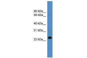 TNFSF4 antibody used at 0. (TNFSF4 antibody  (Middle Region))