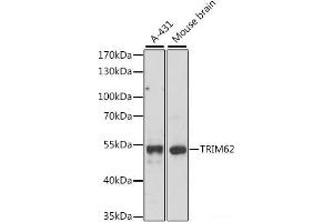 Western blot analysis of extracts of various cell lines using TRIM62 Polyclonal Antibody at dilution of 1:1000. (TRIM62 antibody)
