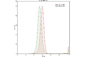 Detection of BARK in Raji human Burkitt's lymphoma cell line using Anti-Beta Adrenergic Receptor Kinase (BARK) Polyclonal Antibody (beta-Adrenergic Receptor Kinase (AA 398-640) antibody)