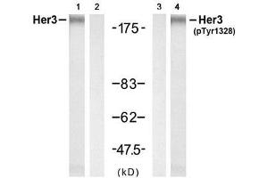 Western blot analysis of extract from H (ERBB3 antibody  (pTyr1328))